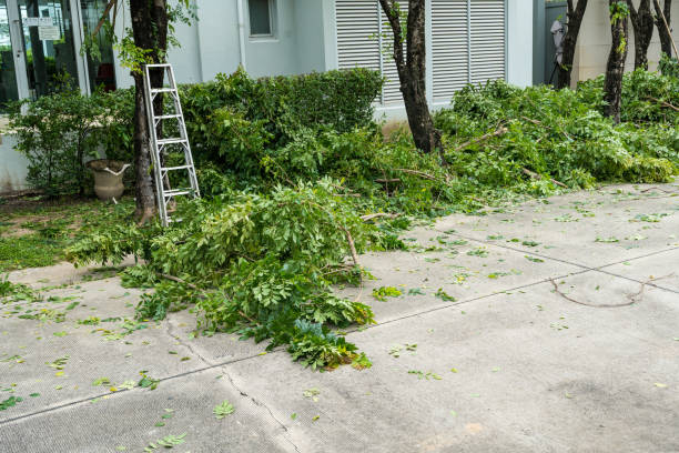 How Our Tree Care Process Works  in Freer, TX