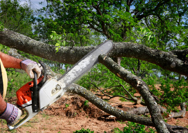 Tree and Shrub Care in Freer, TX